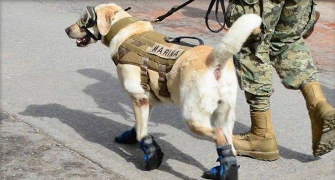 Heroic Dog Saved 12 People From Mexico's Earthquake