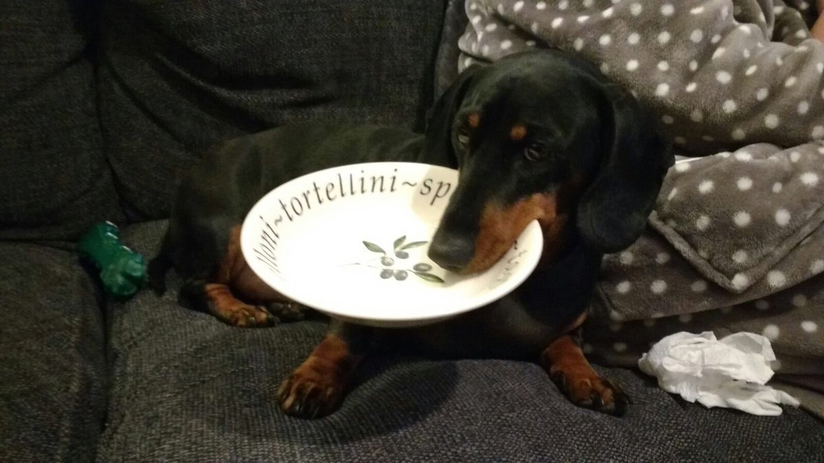 Sneaky Dachshund Loves To Steal Household Items From Family