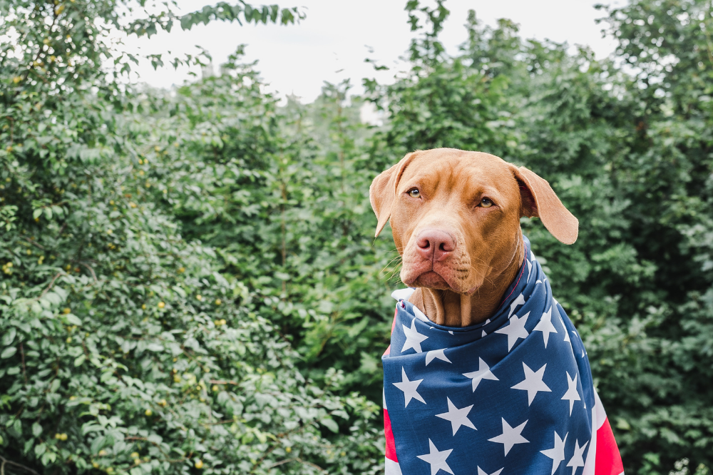 Dog American Flag