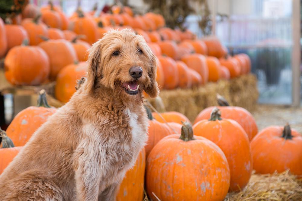 7 Tips For Taking Your Dog To A Pumpkin Patch