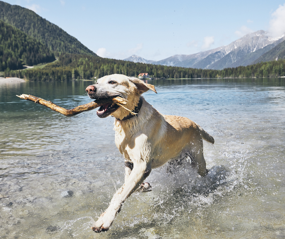 Dog at the Beach