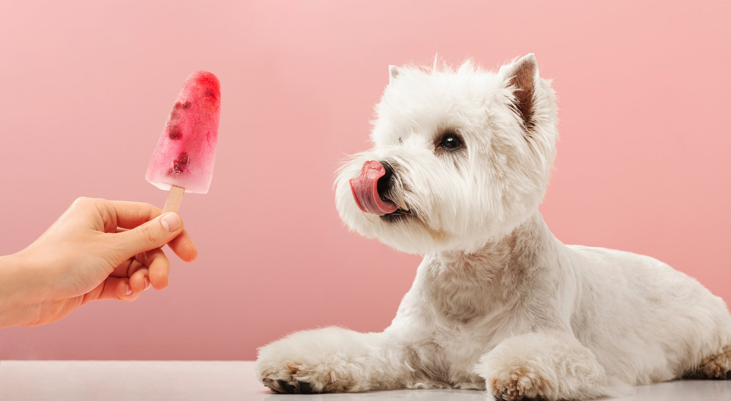 5 Easy DIY Frozen Dog Treat Recipes to Beat the Summer Heat