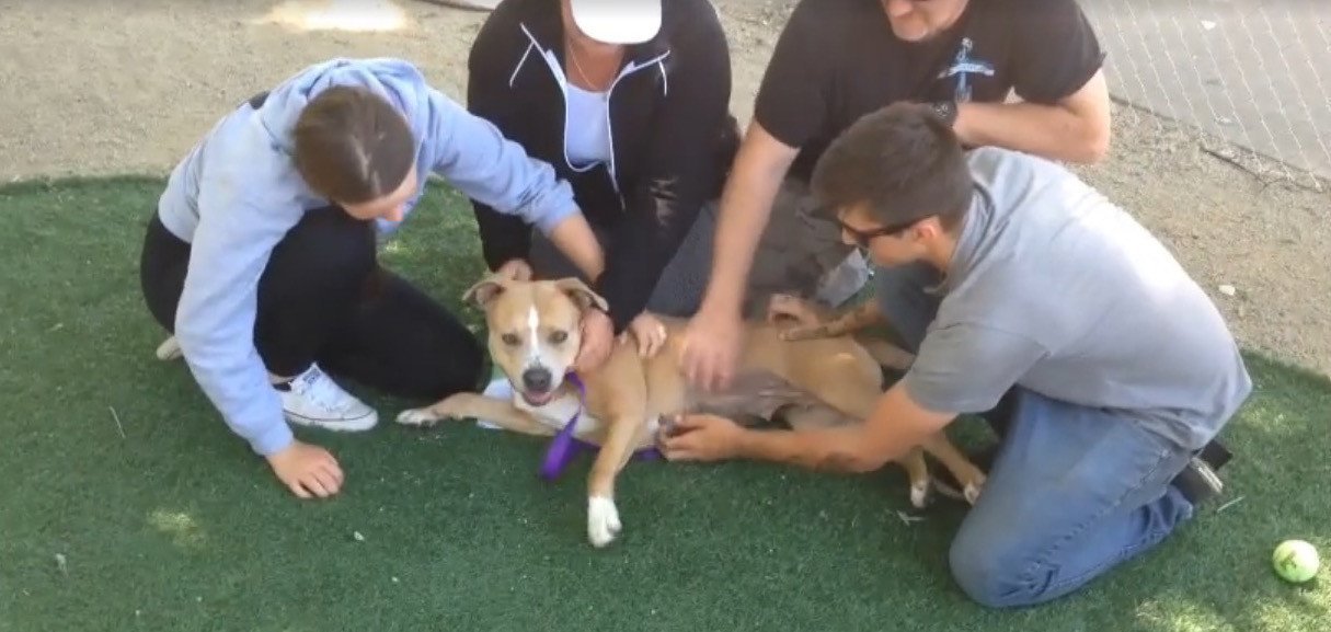 Watch: Family Drives 16 Hours To Rescue Dog From Crowded Shelter