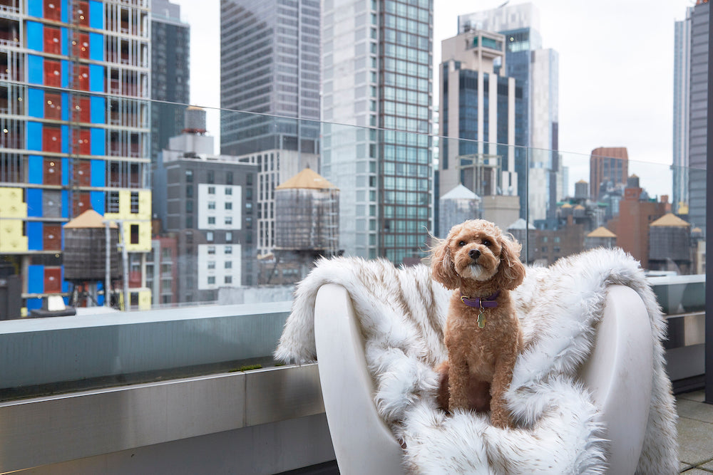 Paw.com Partners with INNSiDE by Meliá New York Nomad Hotel