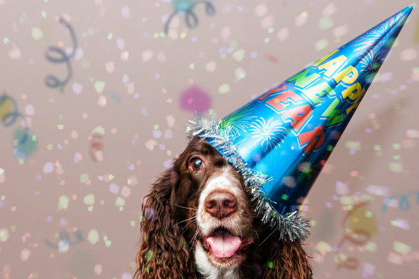 4 New Year’s Resolutions You Can Make For Your Dog