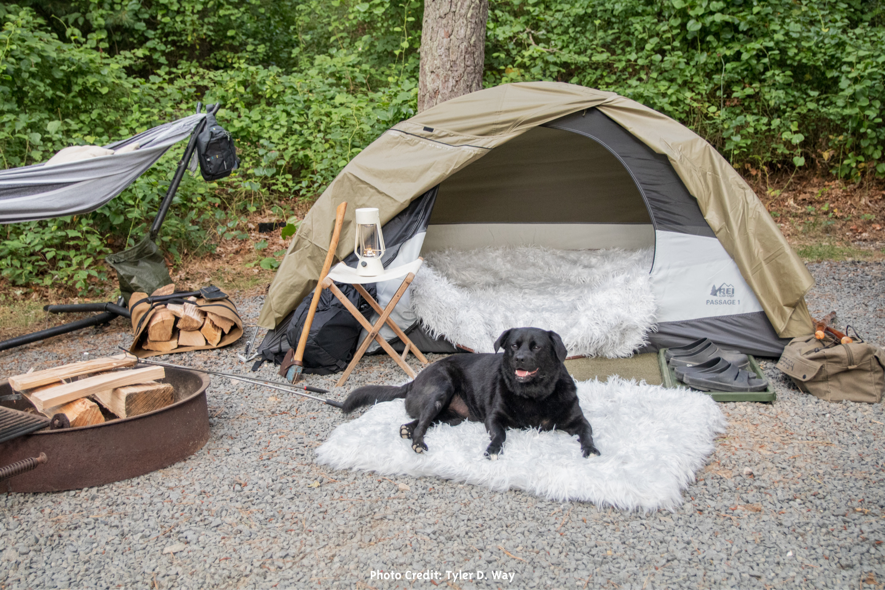 The Ultimate Guide To Camping With Pets