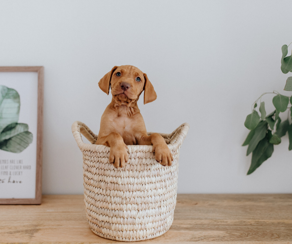 Vizsla puppy in rattan basket