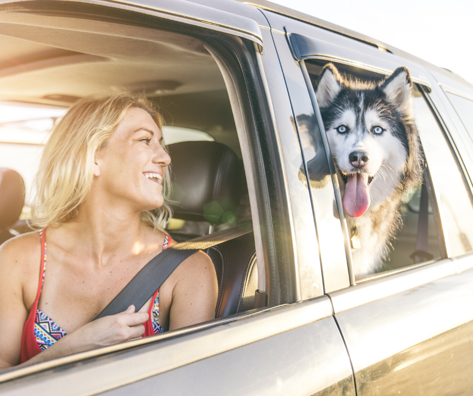 blonde woman in car looking back at Siberian Husky dog in backseat