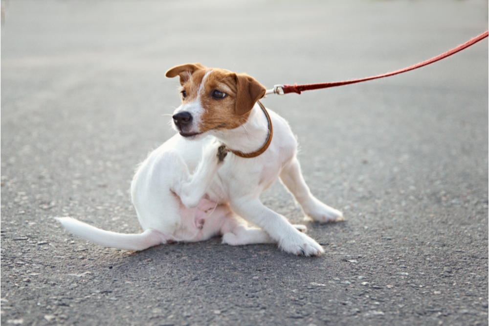 6 Ways to Prevent Your Pet from Scratching