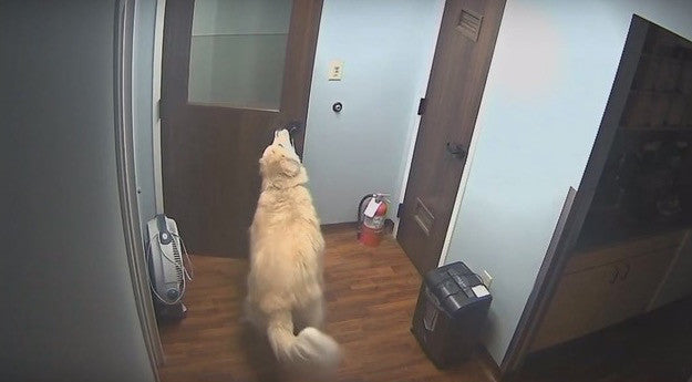 Clever Dog Found After Opening Doors To Escape Vet