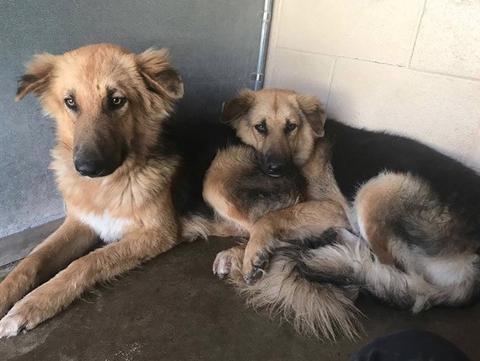 Shelter Dog Bffs Find Forever Home Together