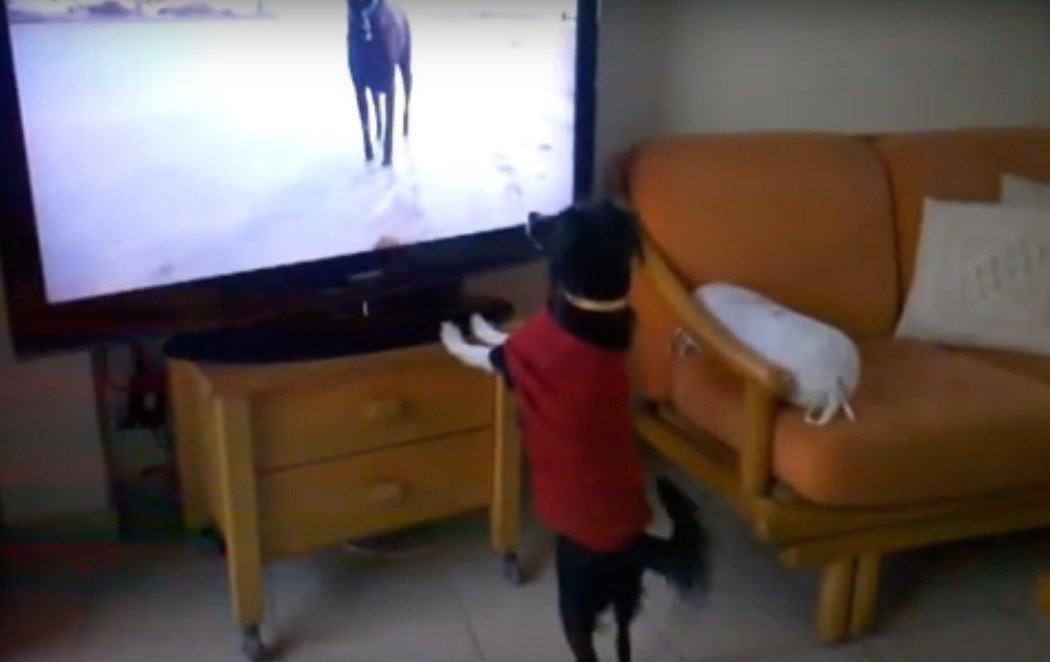 DOGTV: The First TV Channel Programmed Just For Dogs