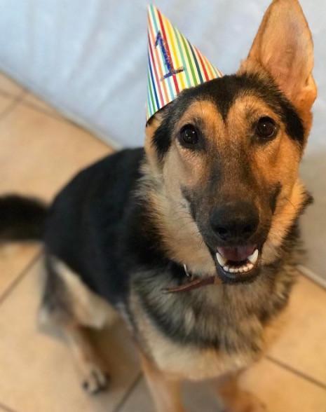 Dog Who Was Given 6 Months To Live Celebrates First Birthday