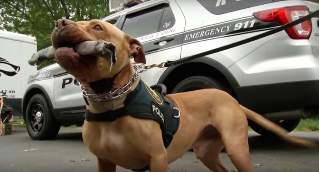 Shelter Dog Rescued From Death To Become Ohio's First Pit Bull K9