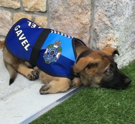 Police Dog Fired For Being Too Friendly Gets Better Job