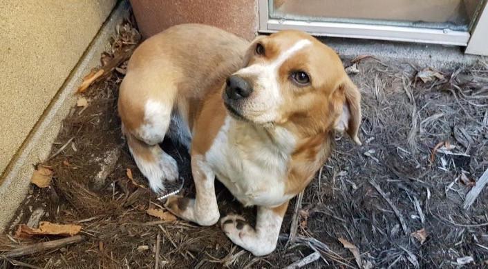 Lost Beagle Shows Up At Dad's Work 2 Days After Going Missing