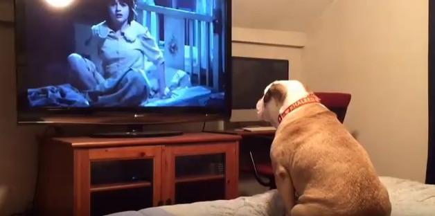 Watch: Dog Sees Horror Movie & Tries To Warn Characters Of Danger