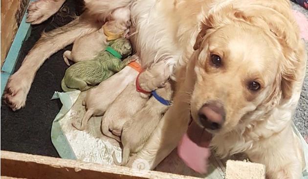 Golden Retriever Gives Birth To Rare Green Puppy