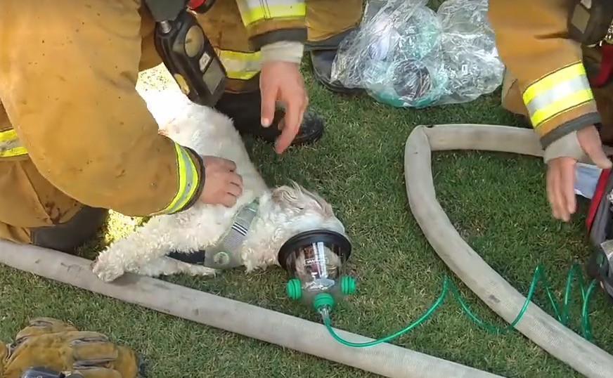 Watch: Firefighters Rescue Dog From Burning House