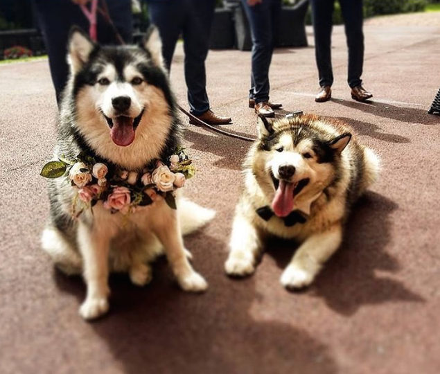 Couple's Dogs Served As Best Man & Maid of Honor At Wedding