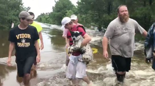 Watch: Dog Rescued From Treacherous Hurricane Harvey Flood Waters