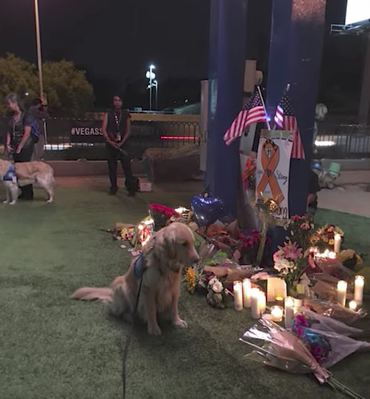 Golden Retrievers Bring Comfort To Victims Of Las Vegas Shooting