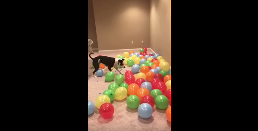 Watch: Dog's Mom Gets Him Room Full Of Balloons To Pop For Bday