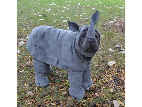 21 Amazingly Unique Dog Costumes For Halloween