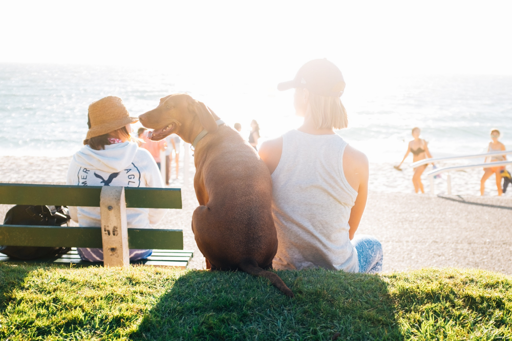 woman sitting on beach bench with dog