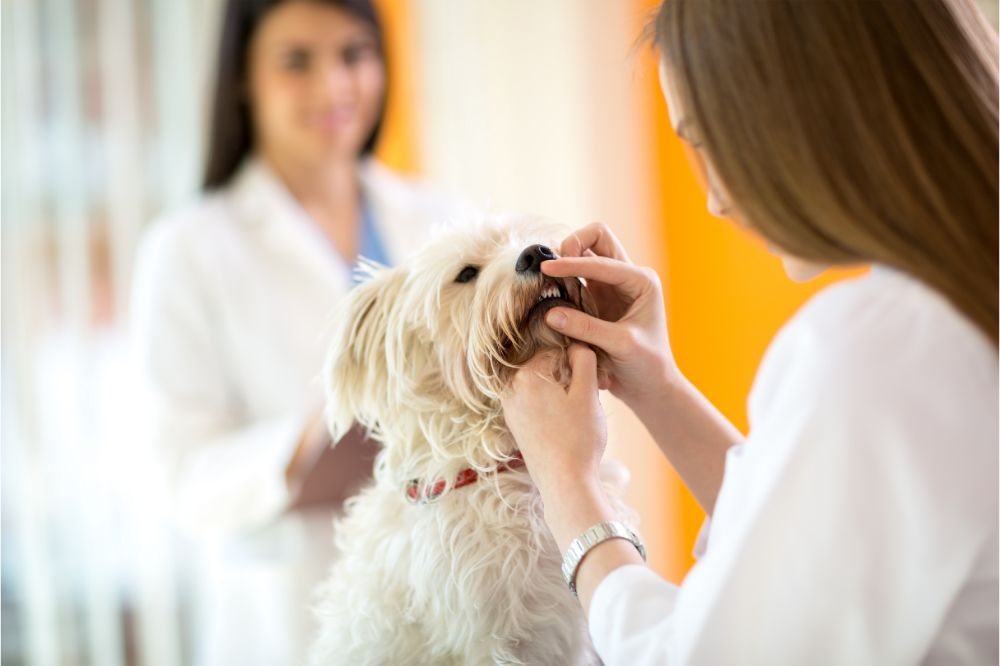 Dog & Cat Breeds Prone to Dental Health Issues