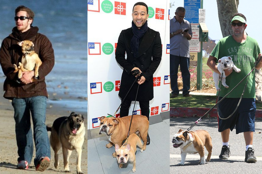 15 Celebrity Dog Dads