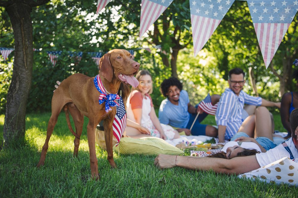 Vizsla dog with american flag bandana & group of people having fun