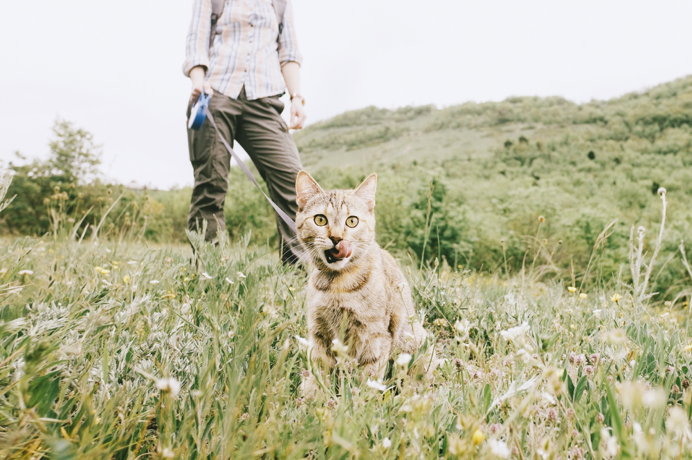 The Ultimate Guide to Adventuring With Your Cat