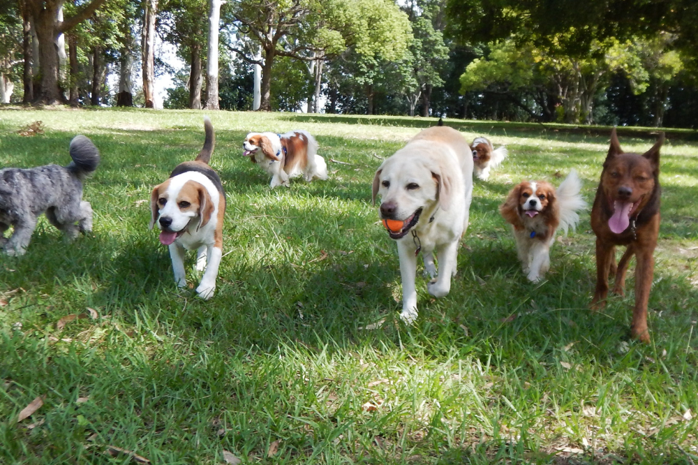 Dog Park Etiquette 101