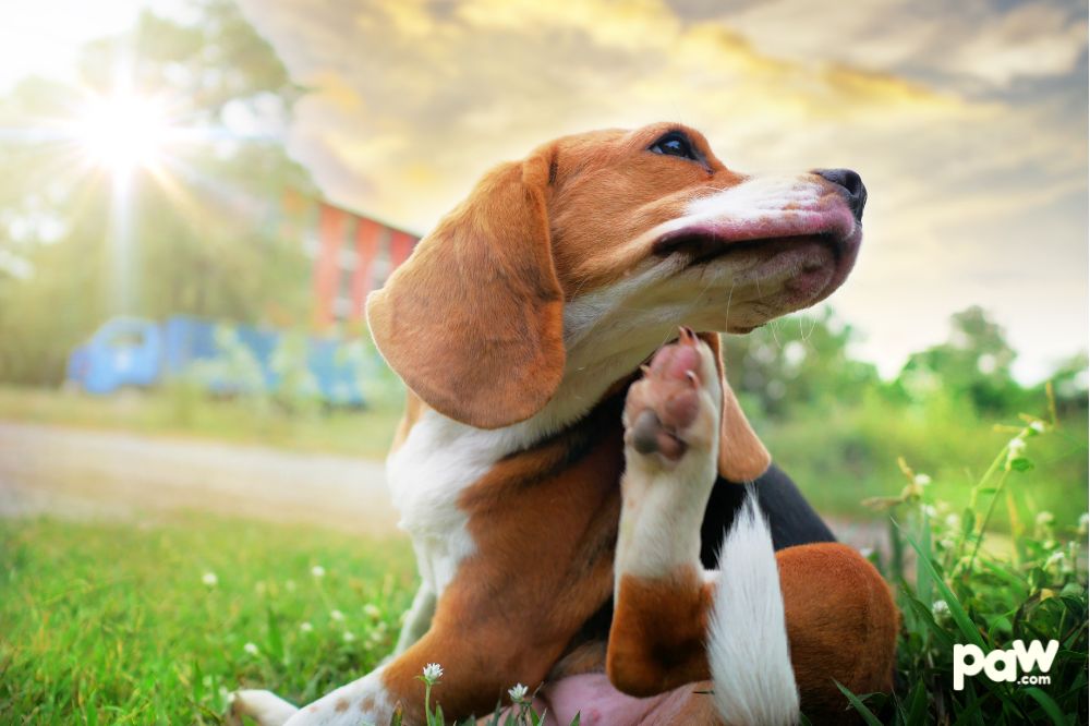 5 Signs Your Dog May Have Allergies