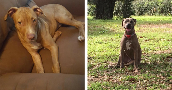 2 Heroic Family Dogs Save Young Children From Venomous Snake