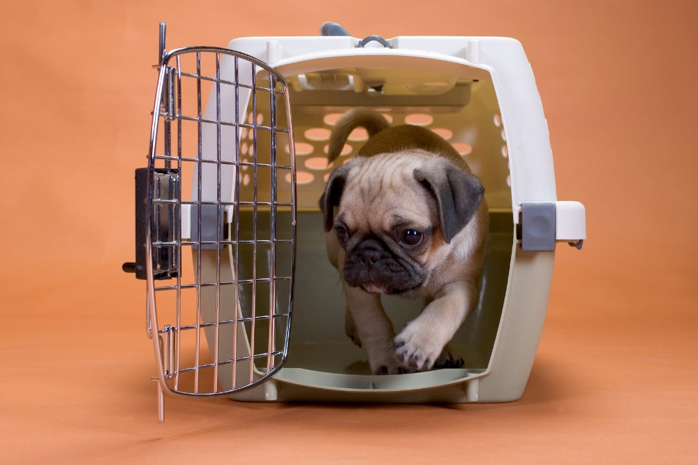 pug puppy stepping out of dog crate