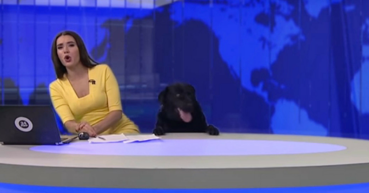 Watch: Dog Hilariously Interrupts Live Television Broadcast