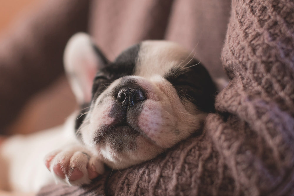 black & white puppy asleep in person's arms