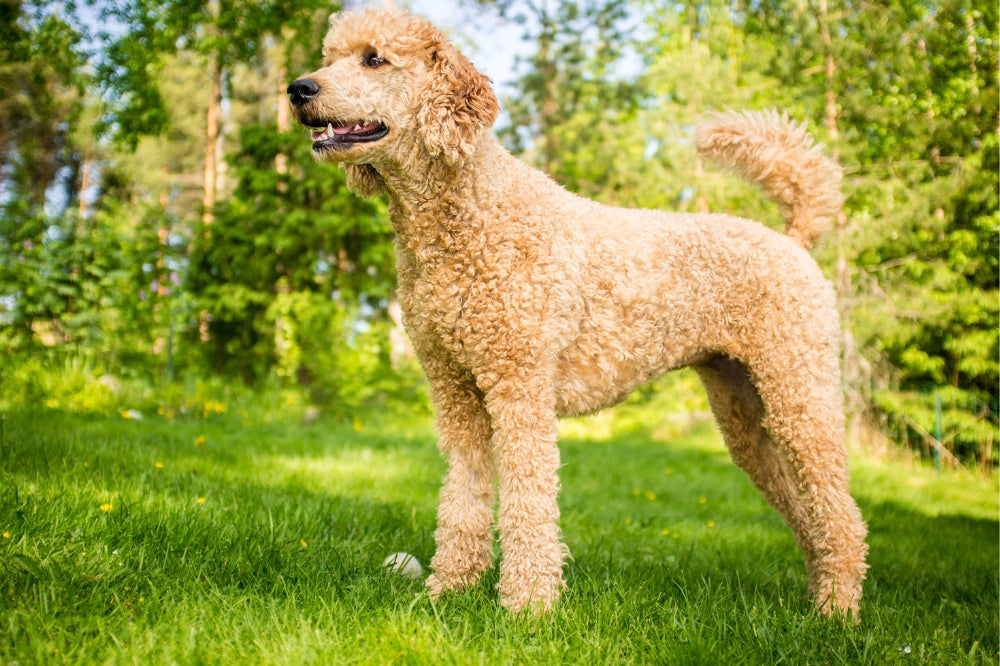 Poodle with summer haircut standing on grass