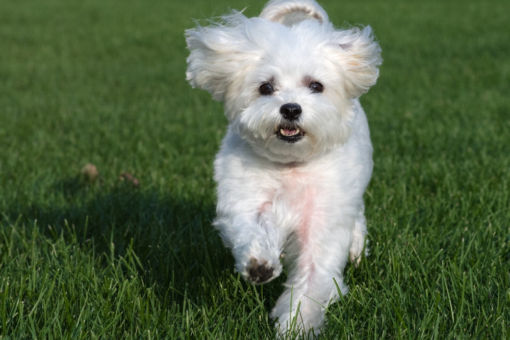 maltese dog with mouth open showing bottom teeth