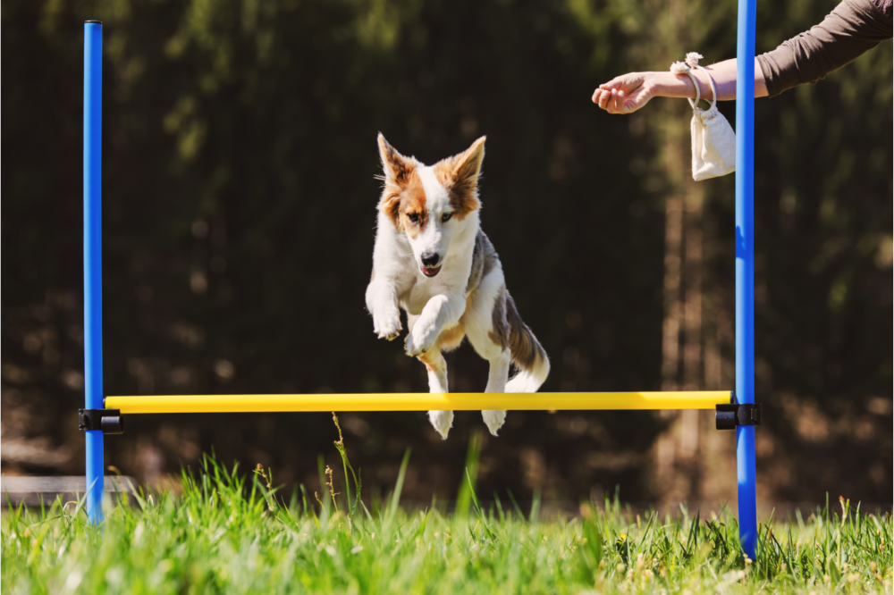 Sending Your Dog Back To School 