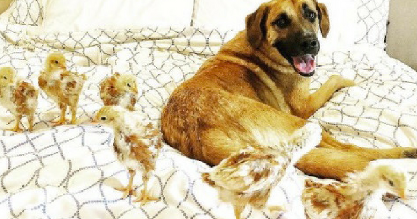 Dog Loves Looking After Baby Chickens