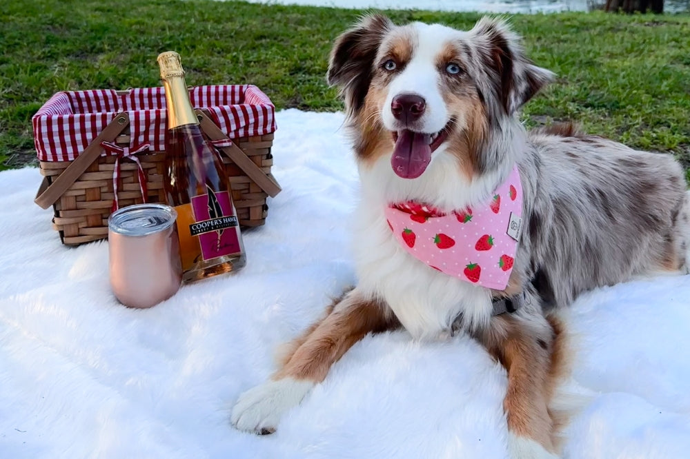 australian shepherd sitting next to picnic basket with wine and wine glass