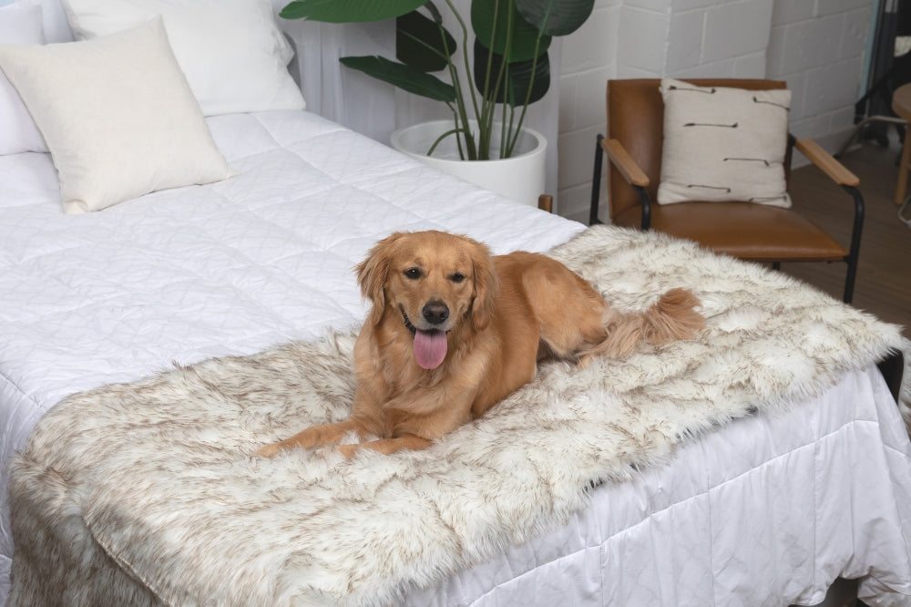 Golden Retriever lying on faux fur bed runner