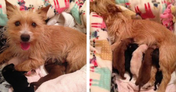 Dog Who Lost Her Babies Becomes Surrogate Mom To Orphan Pups