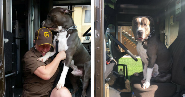 UPS Driver Adopts Sweet Dog On Route After Dog's Owner Dies