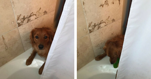 Dog Brings Toy to Pet Parents When They Take Showers To Comfort Them