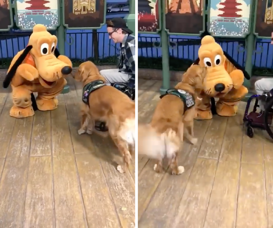 WATCH: Service Dog Is Elated To Meet Pluto At Walt Disney World