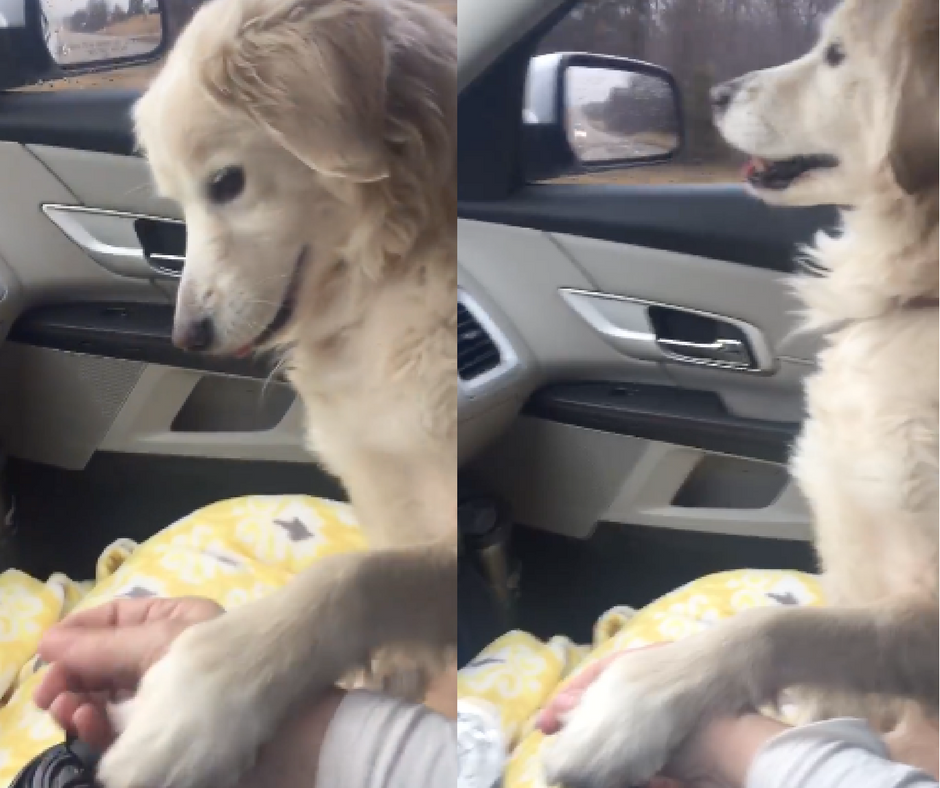 Watch: Grateful Dog Holds Rescuer's Hand During Car Ride Home